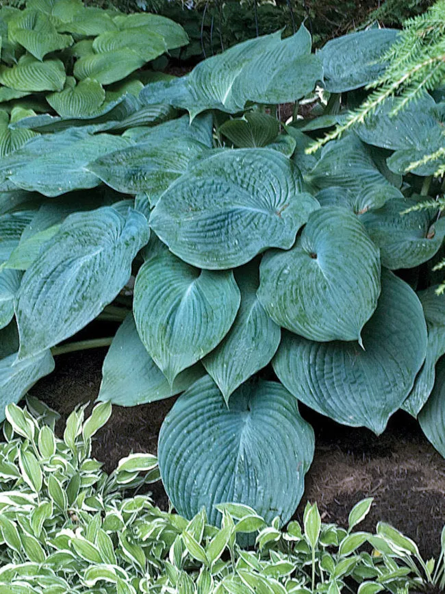 Blue Angel Hosta